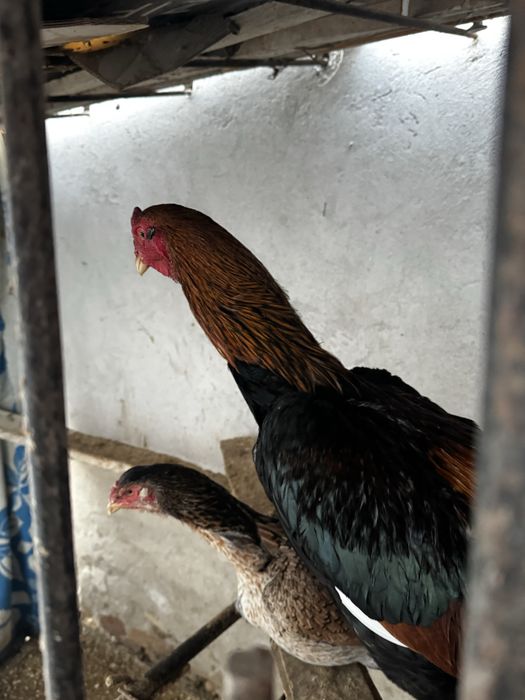 Арзон нархда Товуқлар сотилади