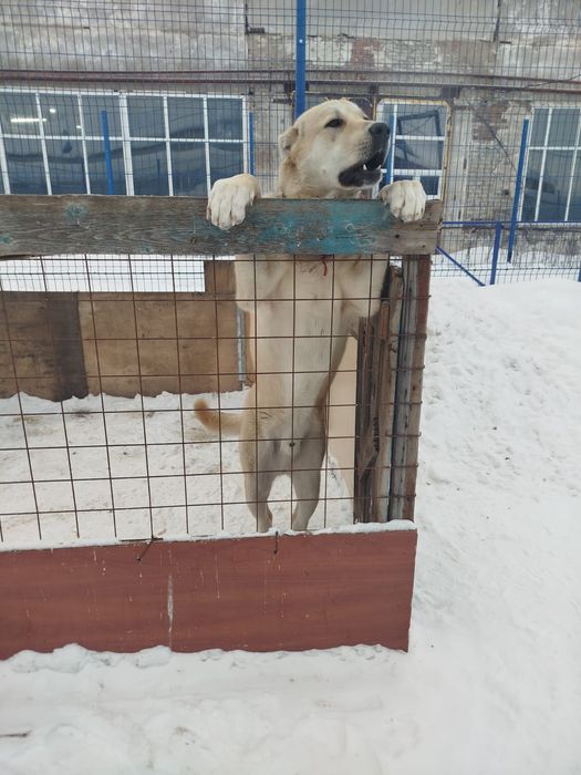 Продается алабай