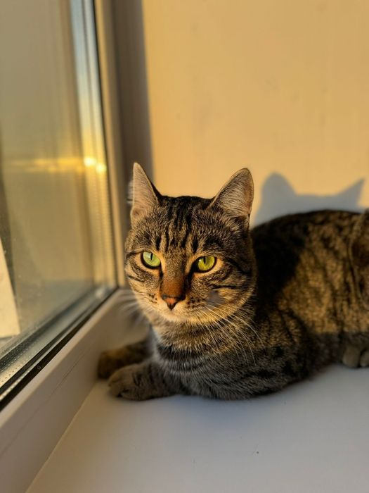 Кот домашний чистый