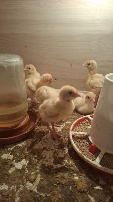 Продам индюшат