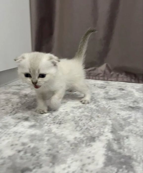 Шотланский вислоухий котенок