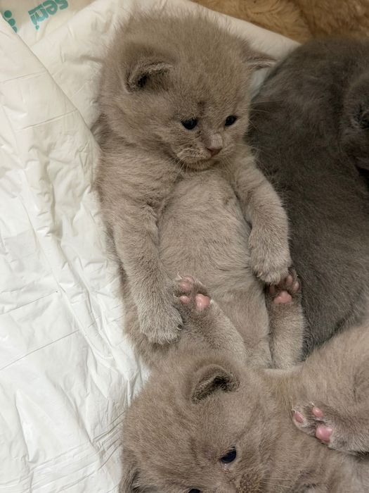 британские котята