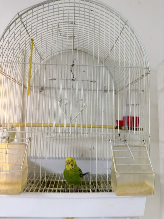 Продам волнистого попугая