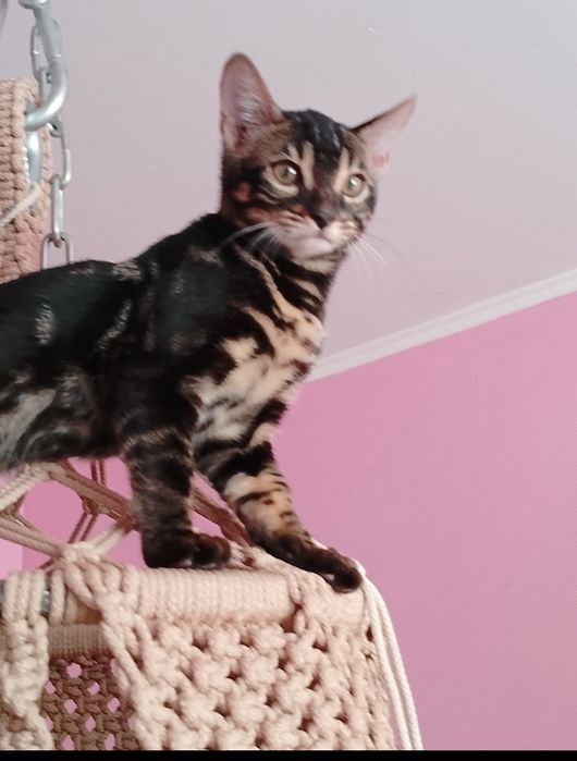 Бенгальские котята