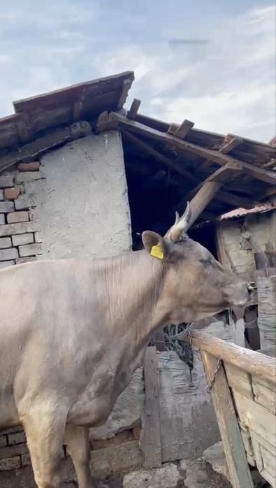 Vaca de vanzare
