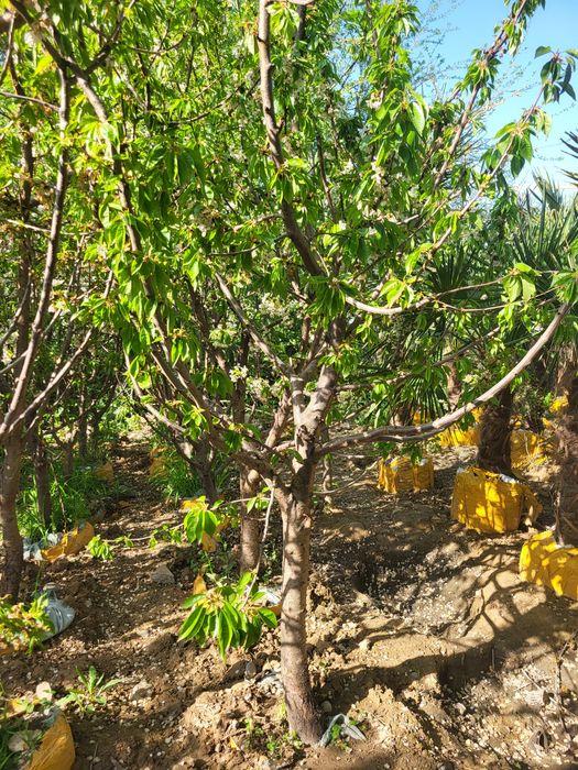 Гилос дарахти мевага кирган