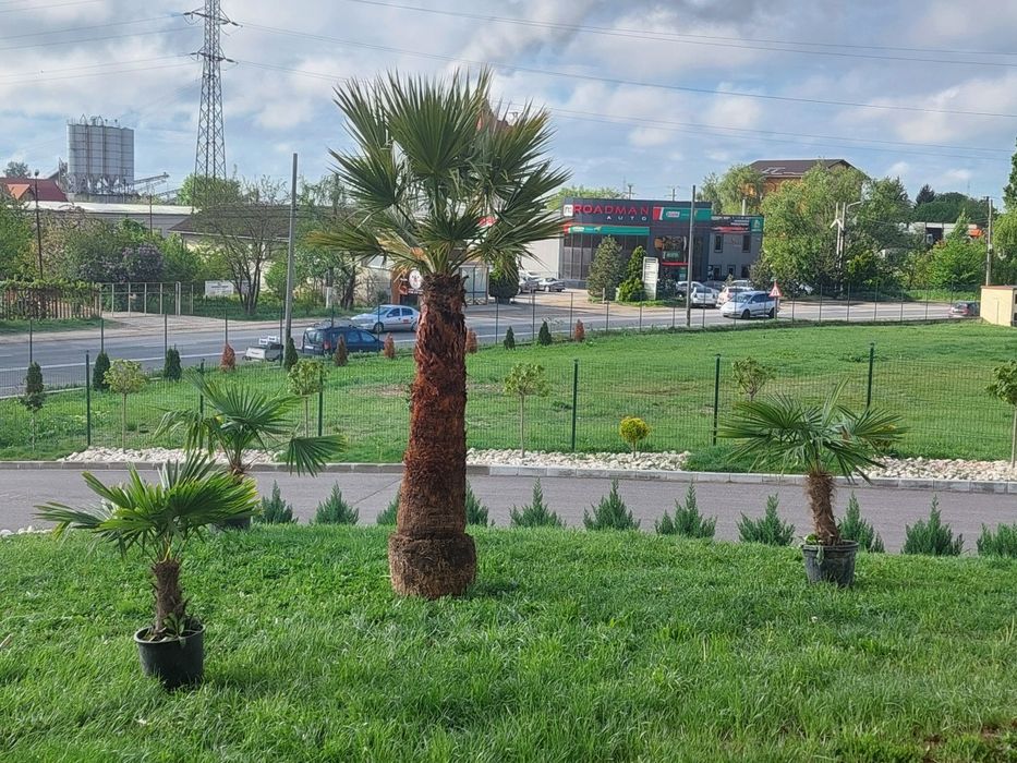 Palmieri artari japonezi plante exotice