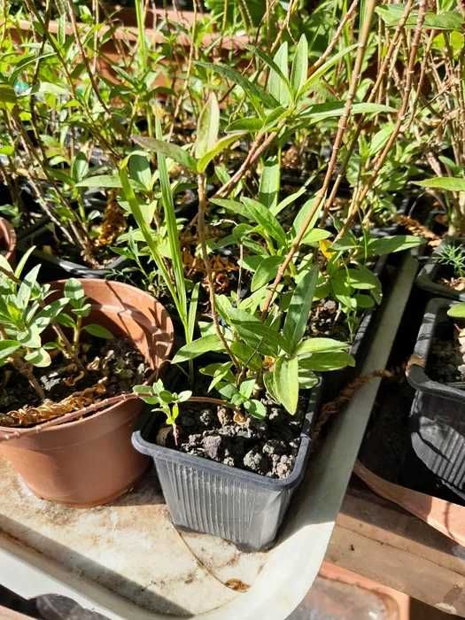 Leandru de Muntenegru