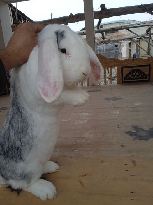 Баранин Макфи Тоза кон