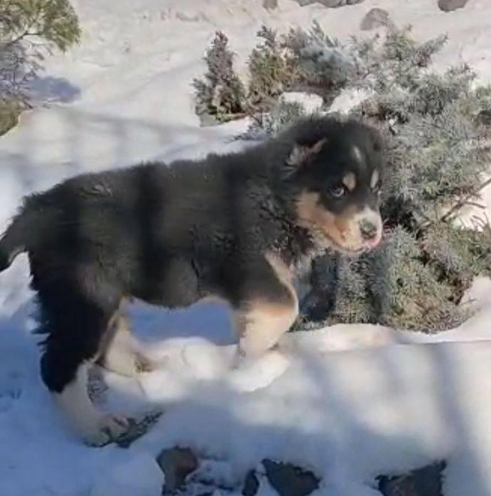 Кобель накопление чемпионских кровей