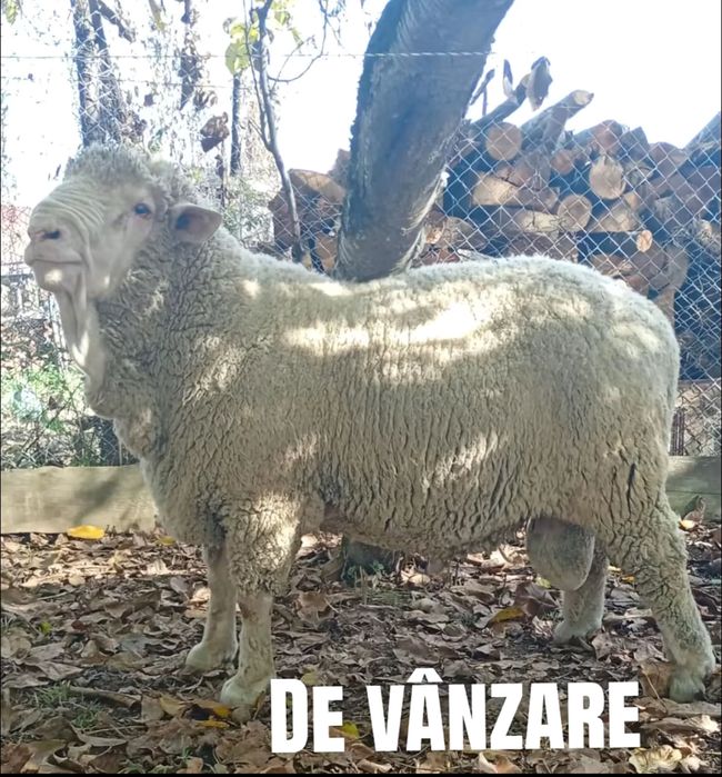 vand berbec merinos