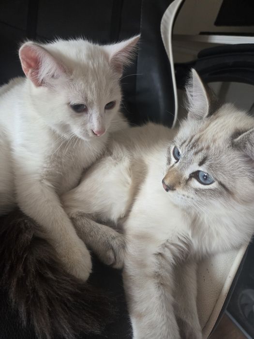 Котята  мальчики