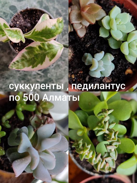 Суккуленты разные с кашпо и без