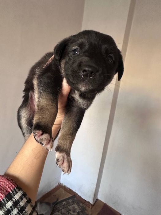 Одаем в хорошие руки щенят БЕСПЛАТНО