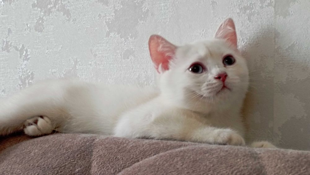 Британские шиншиллы