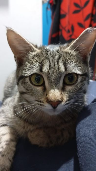 Отдам в добрые руки