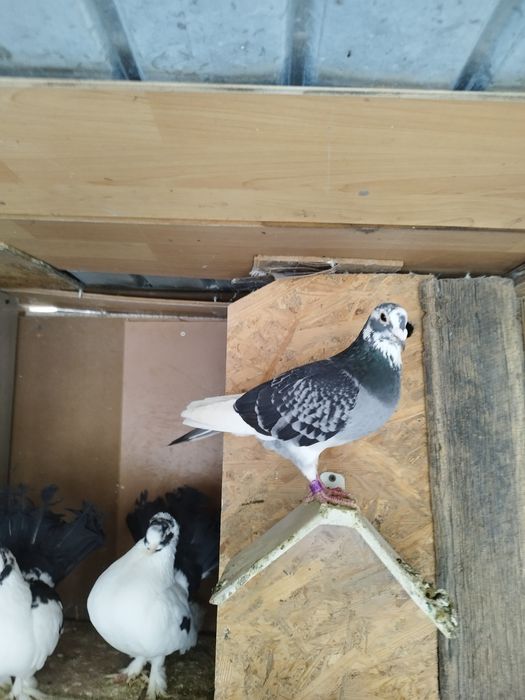 Porumbei voiajori și ornament