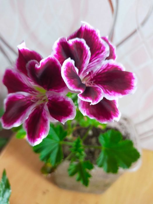 Продам колиус, хлорофитум, гибискус