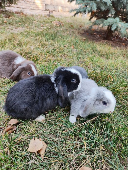 Карликовый кролики
