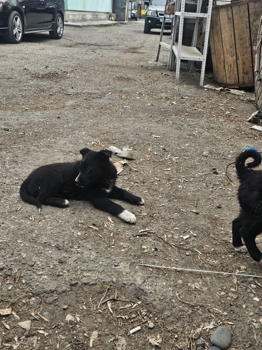 Щенки двор терьер