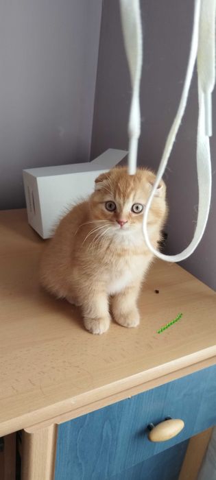 Последно шотландско клепоухо котенце
