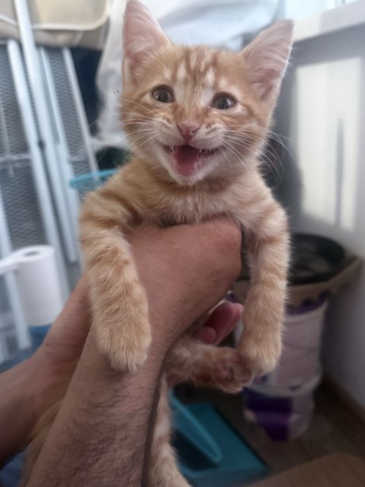 Отдам в хорошие руки котенка