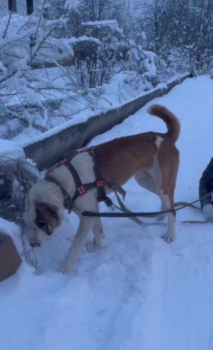 Молодой помес ит сатылады линиясы барр