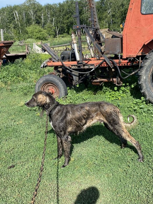 Таза қанды Тазы сатылады