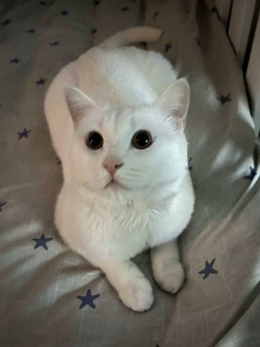 СРОЧНО!! нужен дом котику