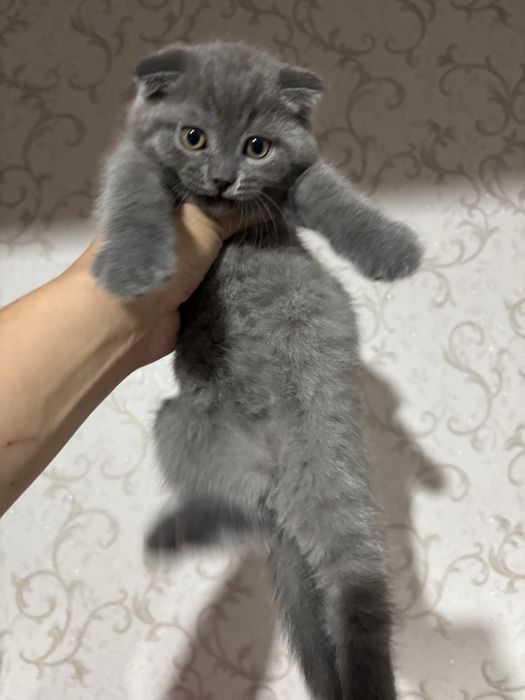 Продается Вислоухий котенок девочка