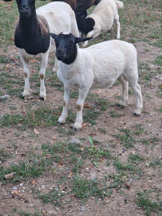 Carne miel rasa Dorper