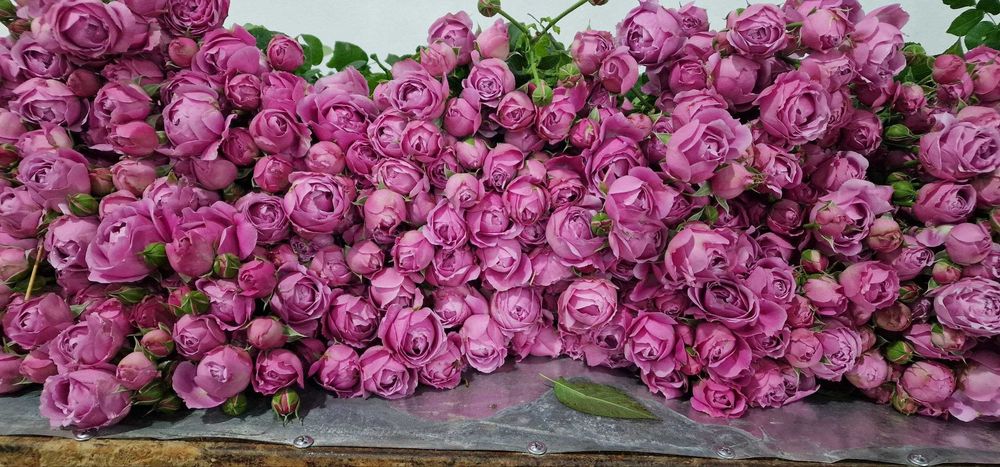 Optom gullar – Misty Bubbles