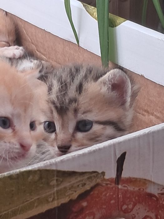 Котята рыжие мальчик 1 месяц
