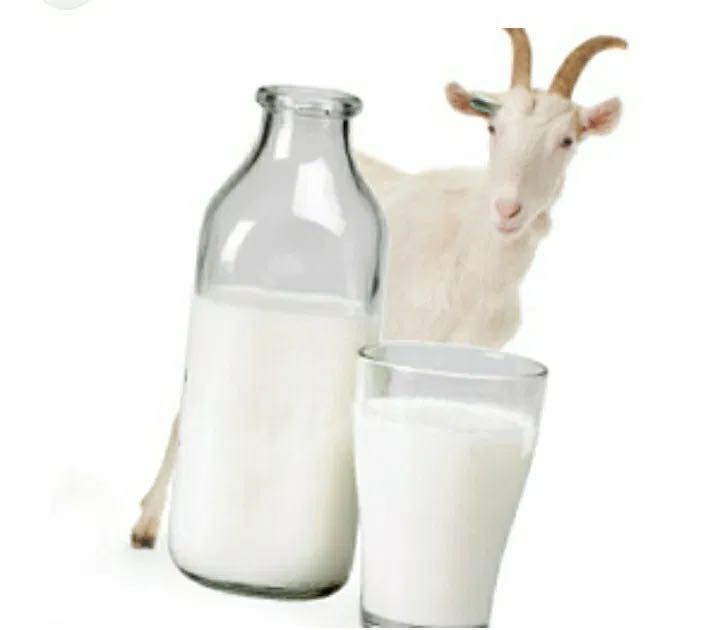 Ешкі сүті, козье молоко