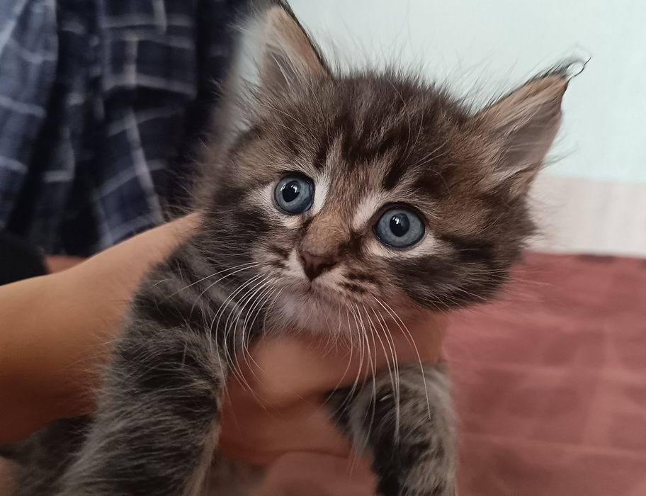 2 котёнка мальчик девочка доставка в ближайшие рейоны