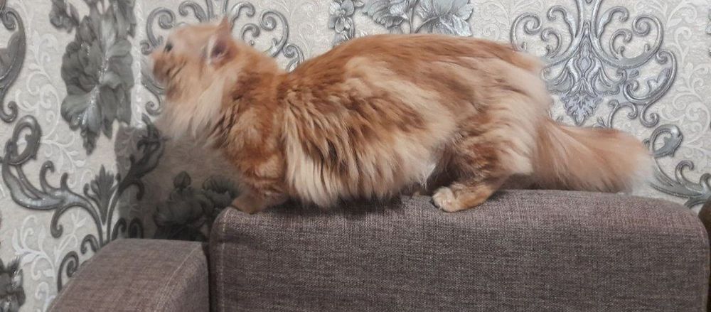 Manchikin erke soglom