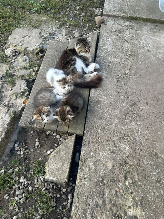 Pisici spre adopție