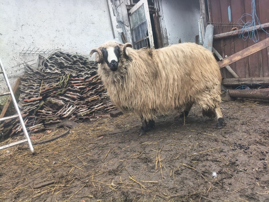 Vând berbec brez !!