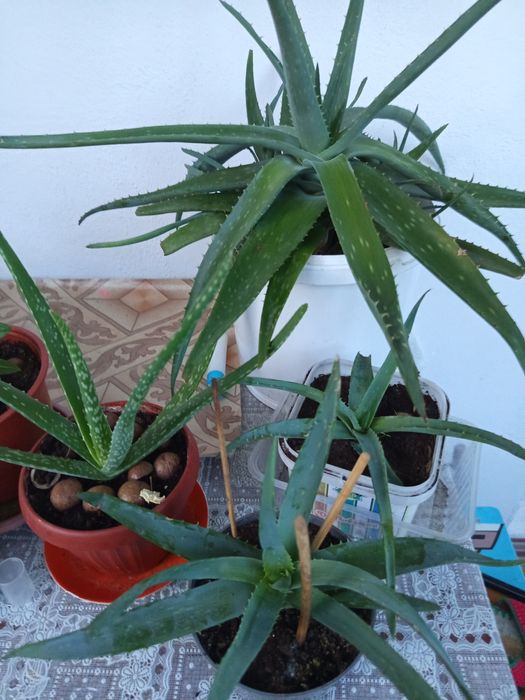 Продам комнатный цветок алое вера