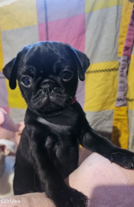 Мопсо детки мопсики