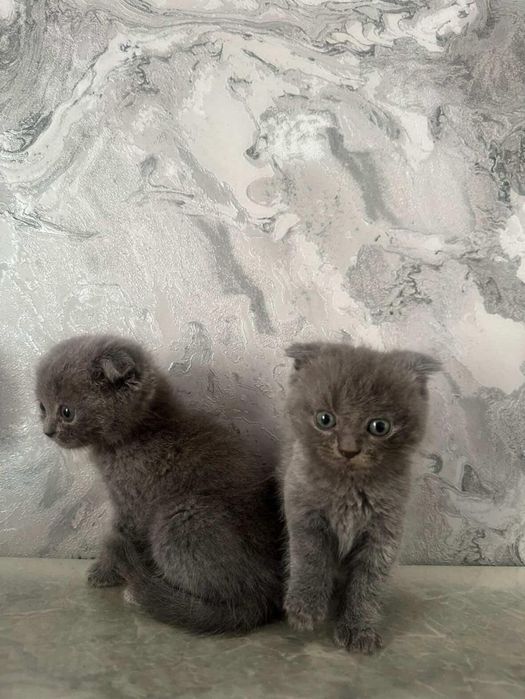 Мушукчала сотилади скотиш фолд тоза зотли