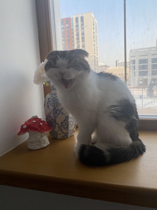 Кот голубых кровей Феофан