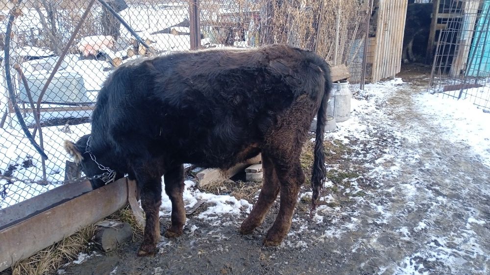 Продается бычок.