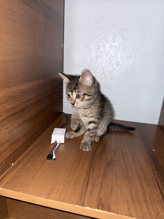 отдам котенка даром