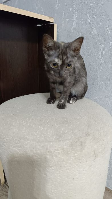 Отдам котят в хорошие ,добрые руки