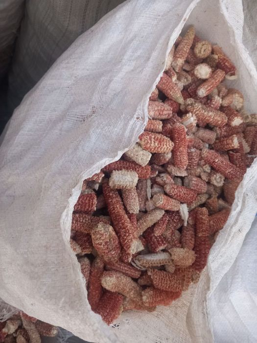 Макка жухори сутаси, мардак