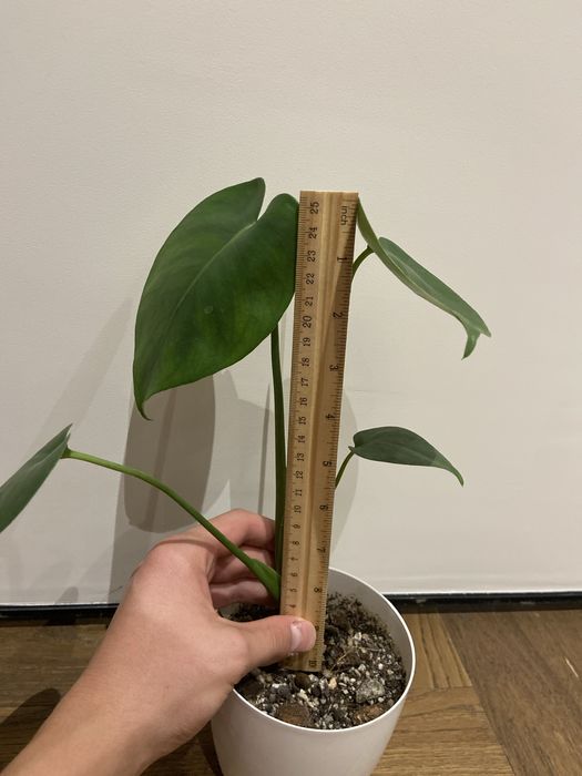 Комнатные растения/Монстера