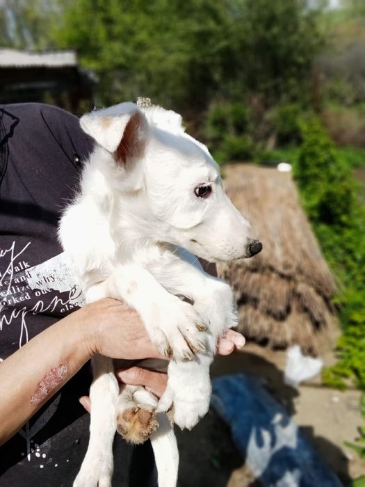 Щенок мальчик беляшик ждет
