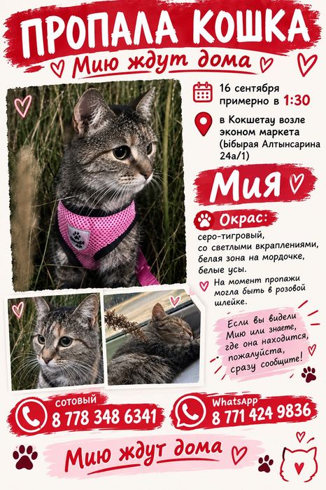 ПРОПАЛА КОШКА, помогите в поисках