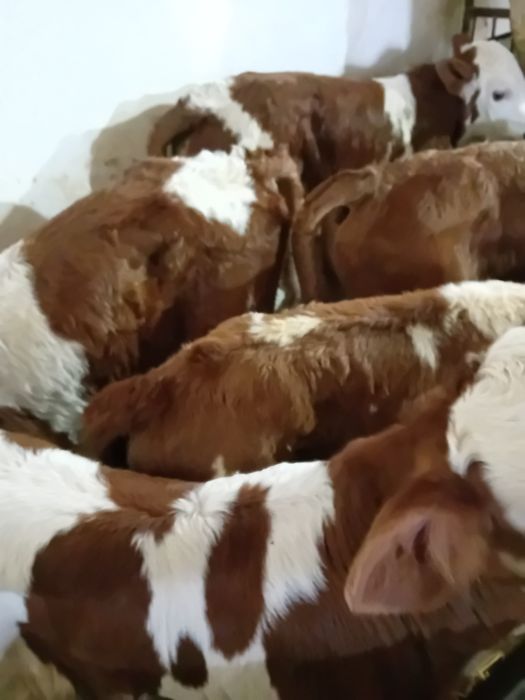 Taurasi și vitele baltate